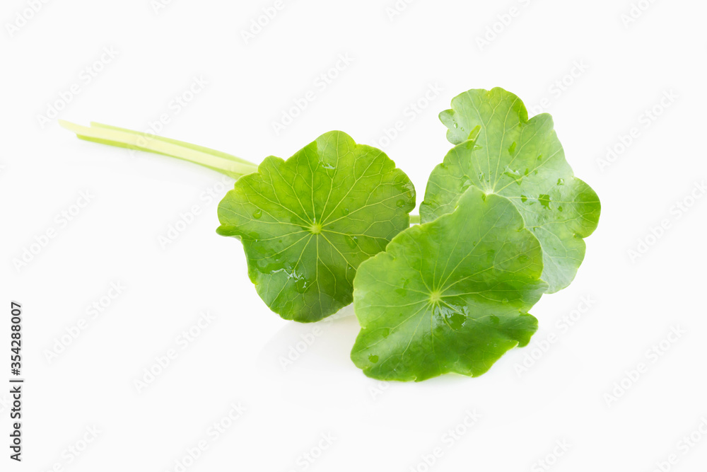 Closeup leaf of Gotu kola, Asiatic pennywort, Indian pennywort on white background, herb and medical concept, selective focus Closeup leaf of Gotu kola, Asiatic pennywort, Indian pennywort on white background, herb and medical concept, selective focus