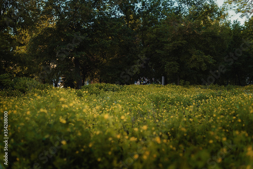 field of dandelions
