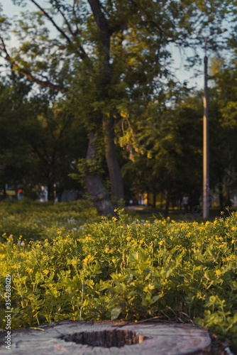 autumn in the park