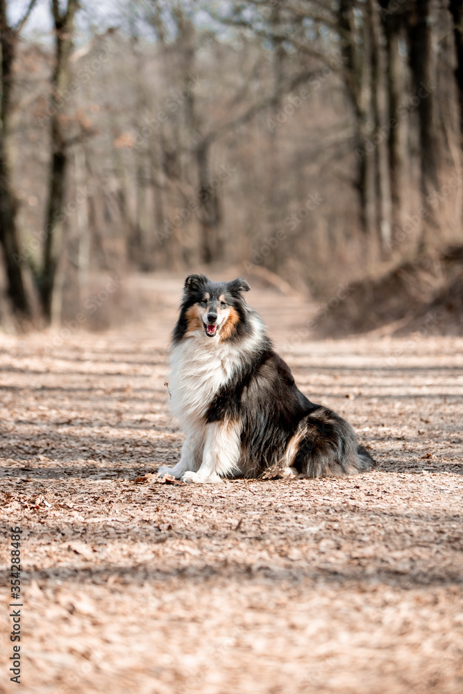 Beautiful Sheltie dog in the autumn forest