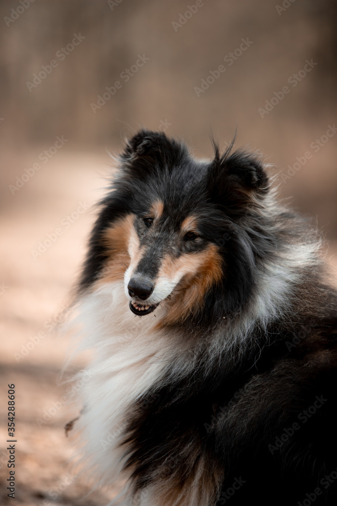 Beautiful Sheltie dog in the autumn forest