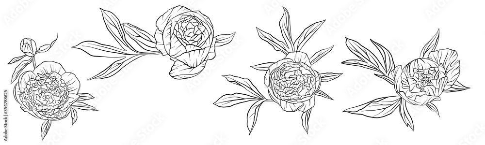 vector drawing peony flowers