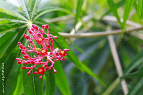 Red grevillea flowers with green leaves background. Roses are Indonesia Flower  May 2020