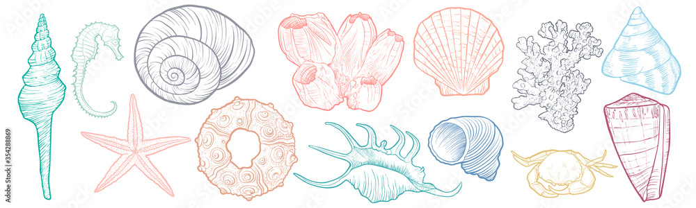 hand drawn vector seashells hand drawn vector seashells