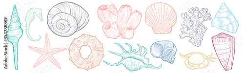 hand drawn vector seashells photo