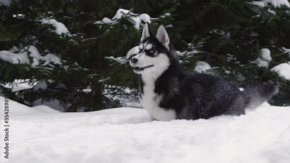 adorable dog runs in the snow in the winter forest
