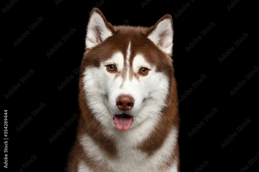 Portrait of Brown Siberian Husky Dog, with opened mouth Looking at camera on Isolated Black Background
