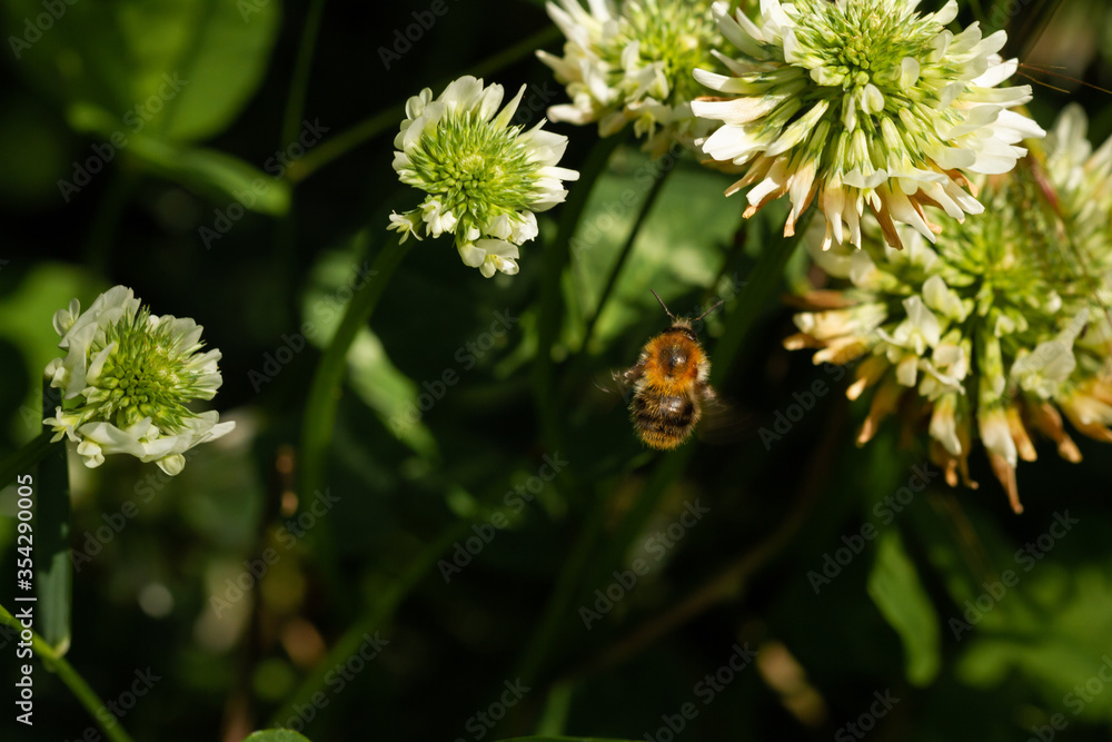 bee on a blooming flower plant in spring in a park in Prague