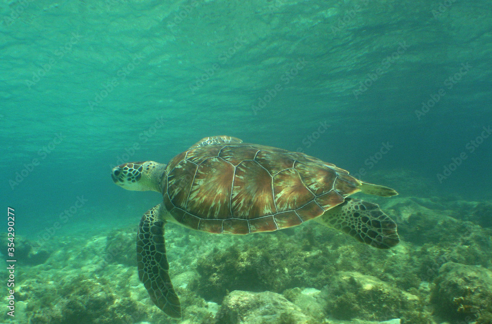 Naklejka premium SEA TURTTLE CARIBBEAN SEA vÇVENEZUELA
