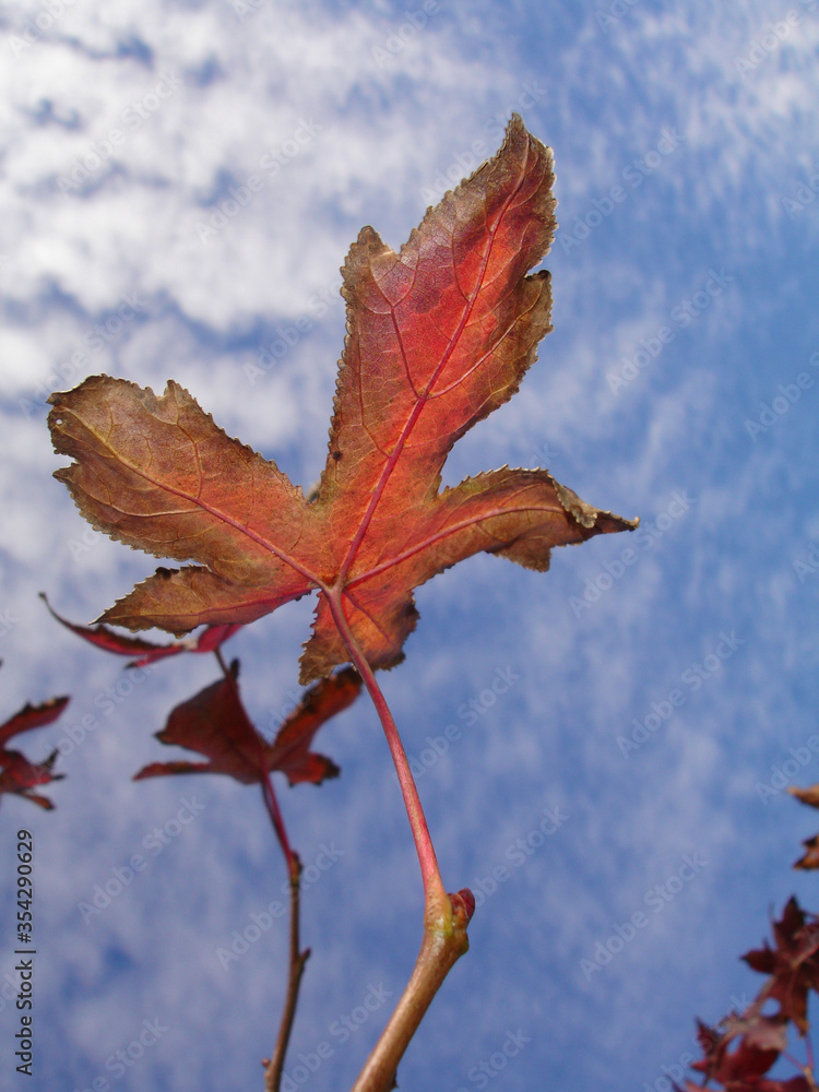 Fototapeta premium leaf of a tree, beginning autumn in chile