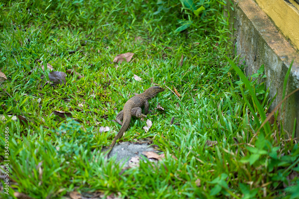 Komodo lizard walks on the lawn in the park Komodo lizard walks on the lawn in the park