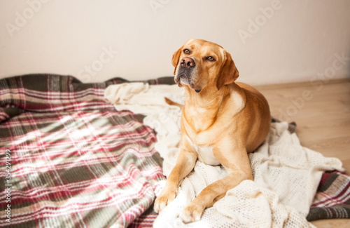 Young curious disciplined Labrador dog lying on the bed with plaid blanket at home. Having pets at home concept. 