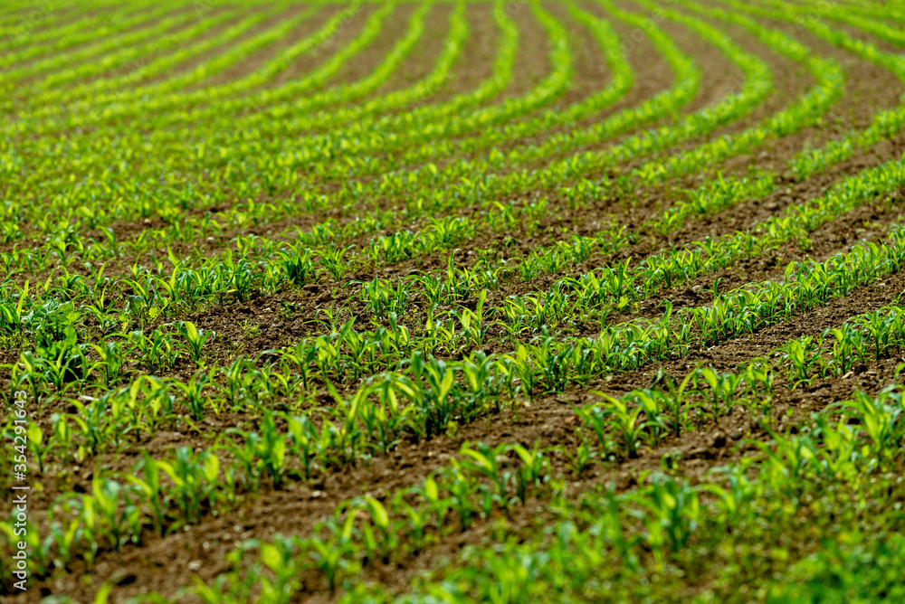 Agricultural field with young shoots of corn. Agriculture