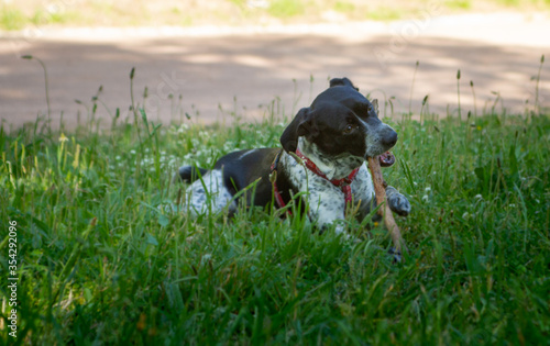 Dog Playing