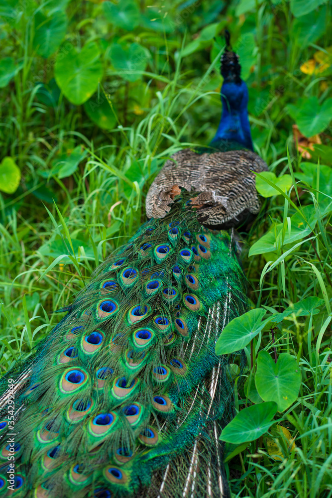 Obraz premium A beautiful manicured peacock walks in a green bird park.