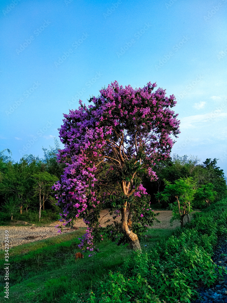blooming tree in the field. Ejar ful Assam. 