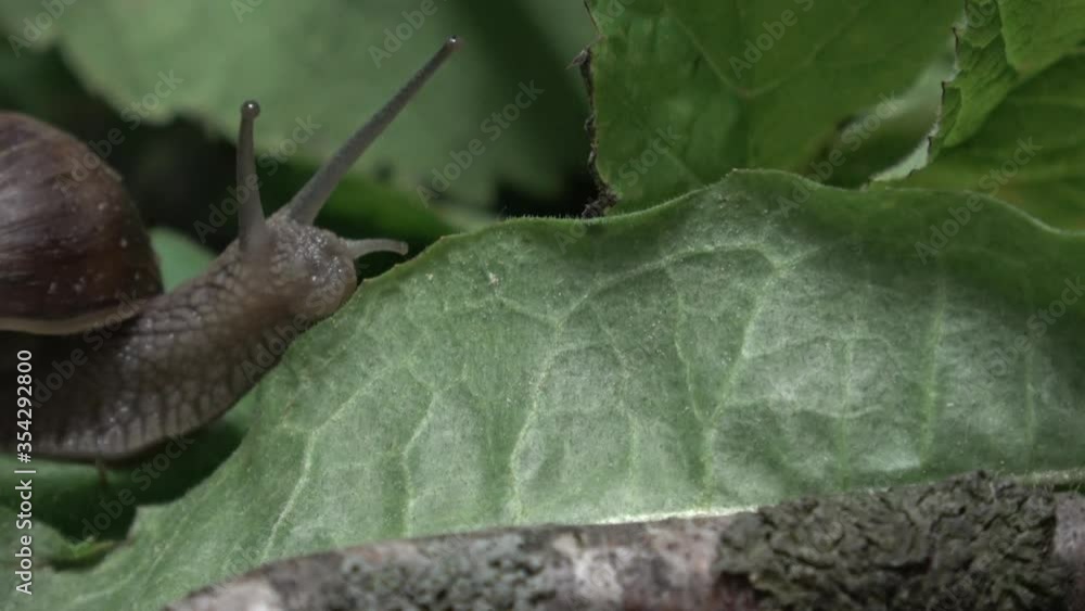 Grape snail (Latin: Helix pomatia) is a land gastropod mollusk a subclass of pulmonary snails of the helicid family. The largest snail in Europe. Grape snail (Latin: Helix pomatia) is a land gastropod mollusk a subclass of pulmonary snails of the helicid family. The largest snail in Europe.