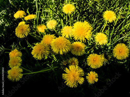  yellow dandelions on green grass view from the top of a small inflorescence  photo