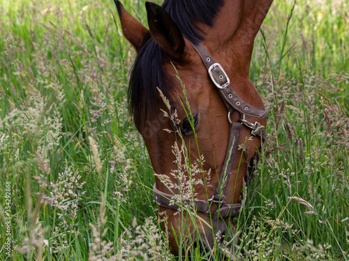 Brown horse grazing on a meadow (detail)