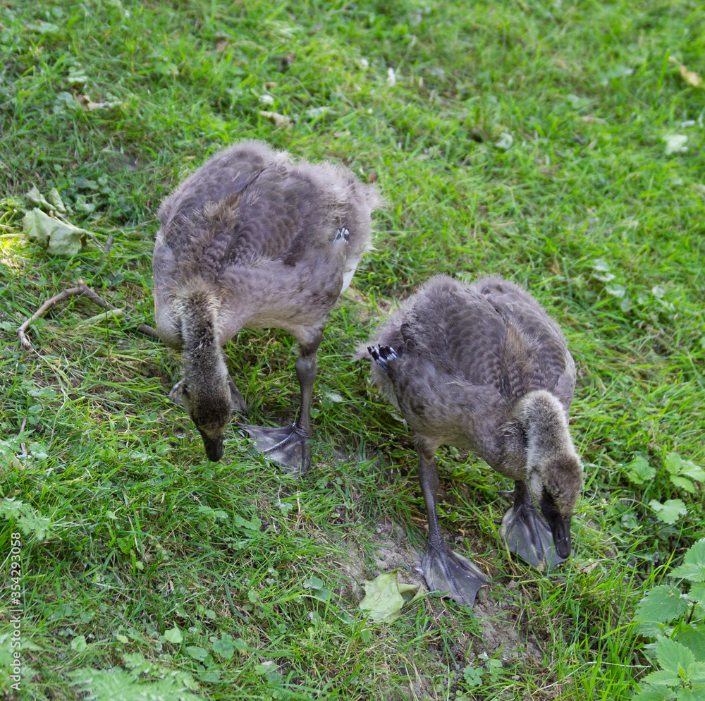 Young Canada geese grazing Young Canada geese grazing