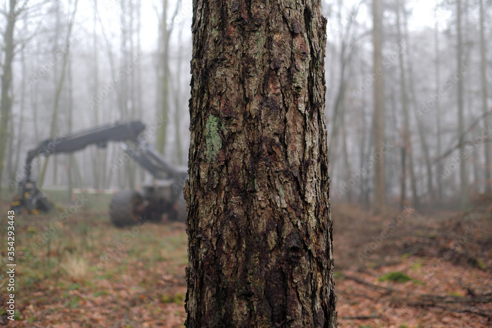 Fototapeta premium Baum im Wald und Holzernte-Maschine im Hintergrund - Stockfoto