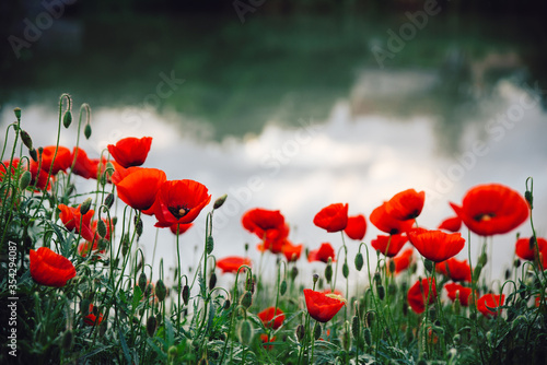 Common red poppy flowers growing by the river in spring season photo