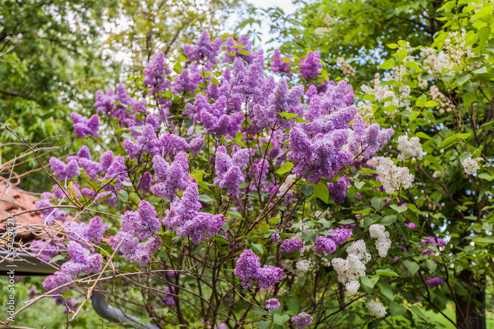  lilac blooming branches