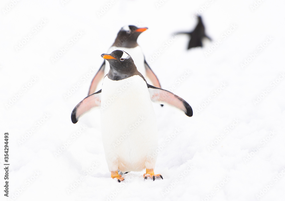 Obraz premium Gentoo penguins with white background in Antarctica