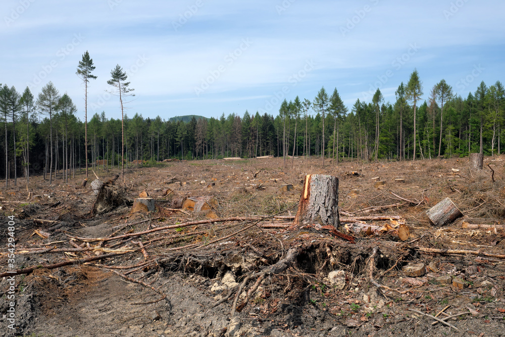 Baumstumpf in abgeholztem Waldgebiet in Zeiten von Klimawandel und Erderwärmung - Stockfoto Baumstumpf in abgeholztem Waldgebiet in Zeiten von Klimawandel und Erderwärmung - Stockfoto