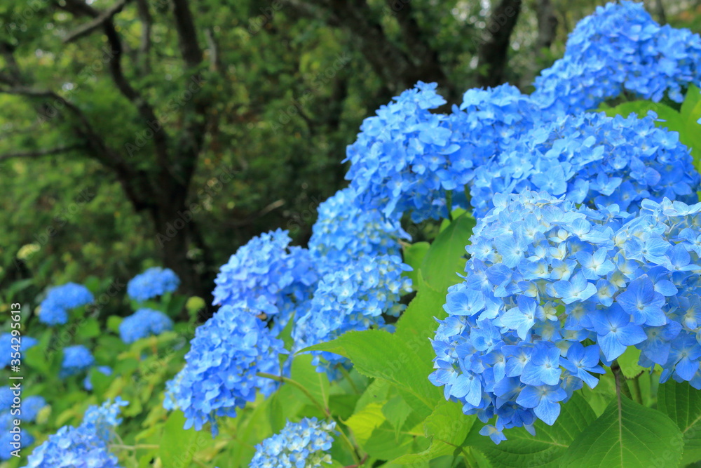 道端に咲く紫陽花（のいちあじさい街道　高知県）
