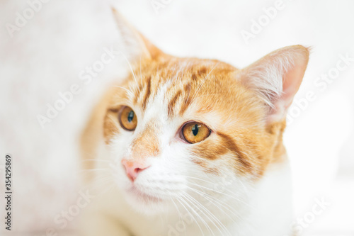 Portrait of a cute young yellow cat lying down, looking serious and attentive, with a bright white background. Close Up, selective focus