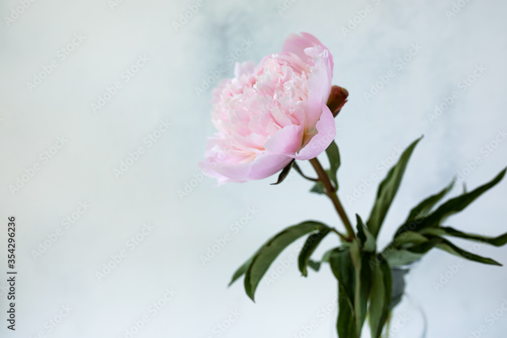 Decorative still life, flower arrangement. Wedding or holiday bouquet of delicate pink peony flowers. shabby white table background. Flat lay, top view. Summer concept. selective focus.