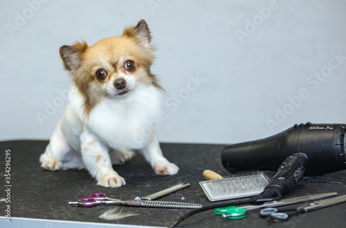 little chihuahua dog with a beautiful haircut. just got a haircut