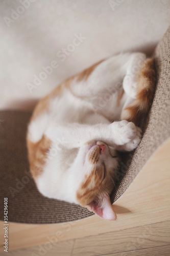 Korean Short Hair Cat © Raphaël Bourgeois