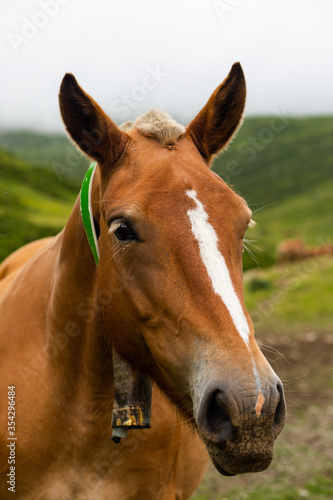 horse's portrait © Andrey