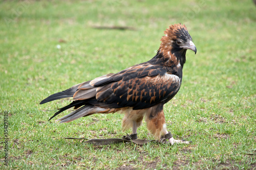  the black breasted buzzard is a brown and black raptor