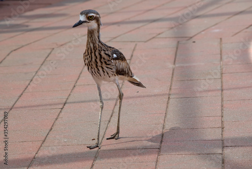 the bush stone curlew is walking on a path photo