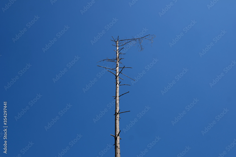 Einzelner vertrockneter Baumstamm vor blauem Himmel in Zeiten von Klimawandel und Erderwärmung - Stockfoto Einzelner vertrockneter Baumstamm vor blauem Himmel in Zeiten von Klimawandel und Erderwärmung - Stockfoto