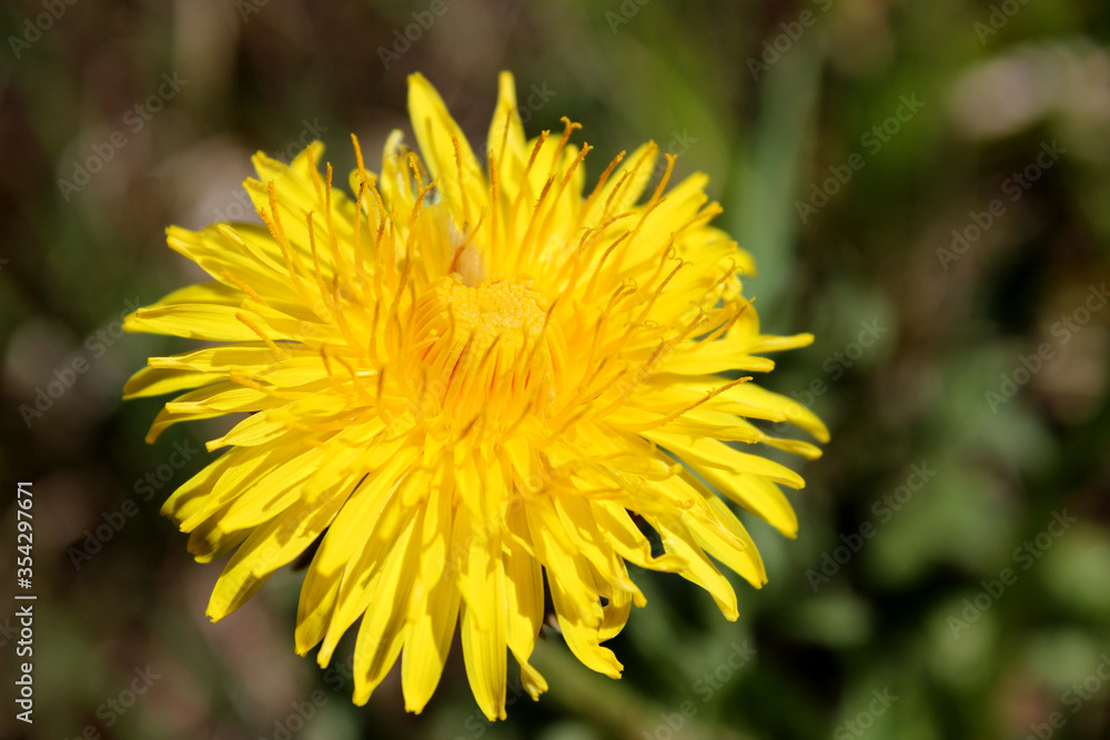 yellow dandelion flower close up, spring background yellow dandelion flower close up, spring background
