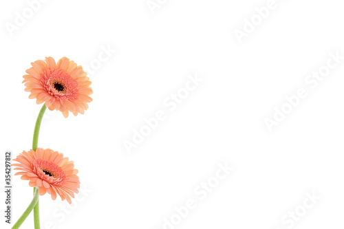 Multicoloured gerbera stems shot on a white background © Jackie Matthews 