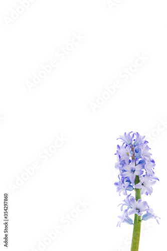 Single stem of blue hyacinth shot on a white background  space for text