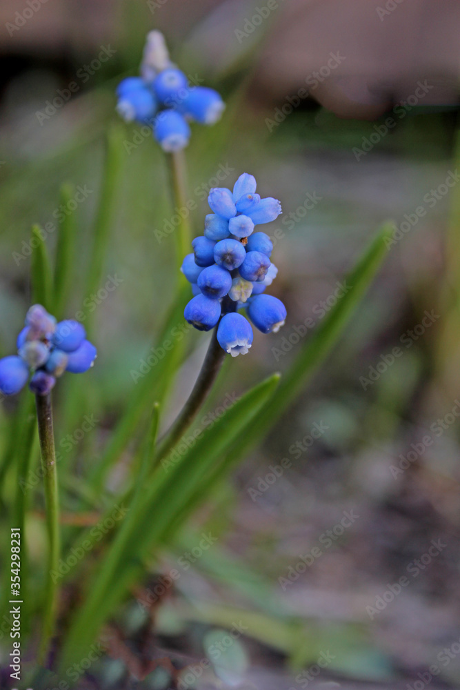 Cute and small light blue flower Cute and small light blue flower