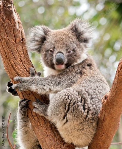 the young koala is in the fork of a tree