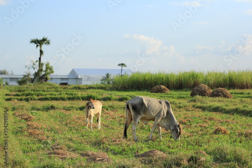cows are eating grass in a rice field