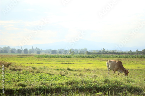 a cow is eating grass in a rice field