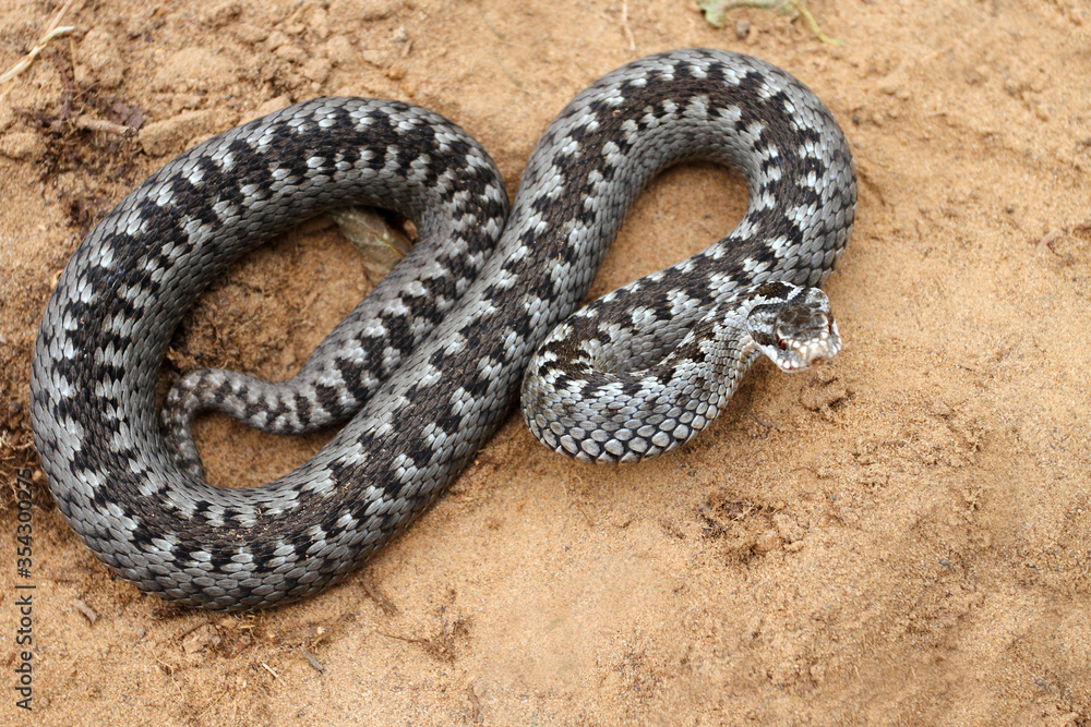 Grey viper or adder venomous snake in attacking or defencive pose ...