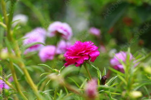 Beautiful blooming pink and red Paeonia officinalis  common peony or garden peony . A species of flowering plant in the family Paeoniaceae. Beauty in nature. Indonesia  May 2020