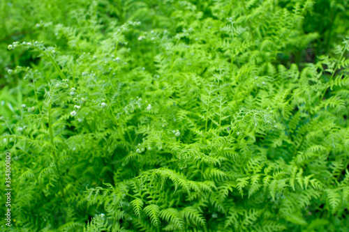 Twisted young fern leaves on a background of bright greenery. Natural background. Small depth of field