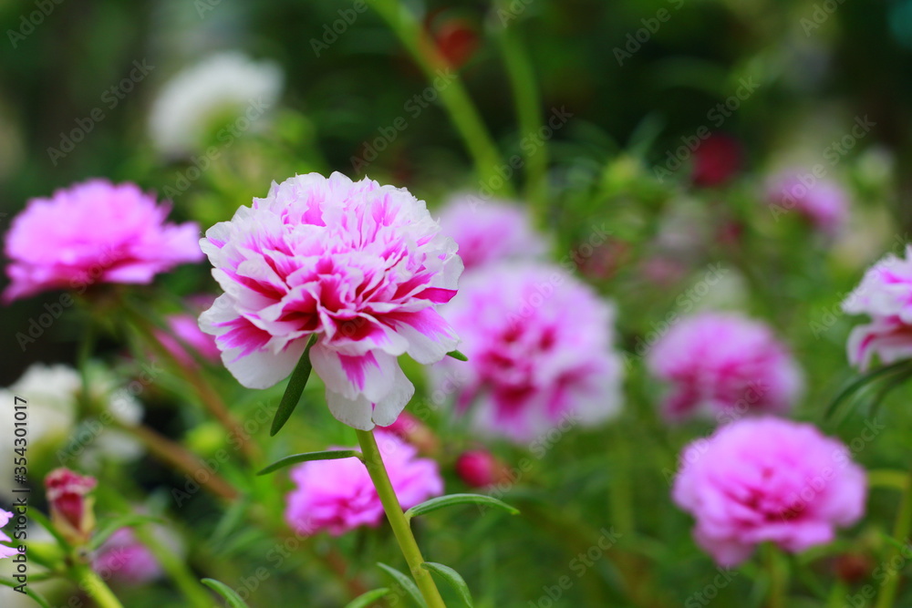 Beautiful pink flowers in garden. Beauty in nature. Indonesia, May 2020