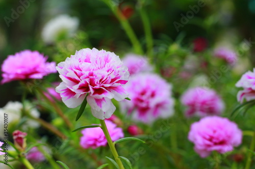 Beautiful pink flowers in garden. Beauty in nature. Indonesia, May 2020 © khozainuz